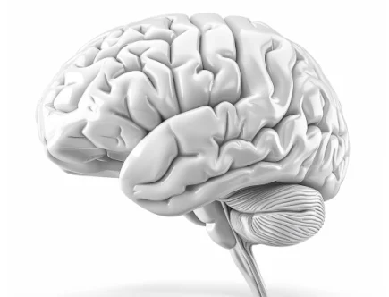 Distinct Genetic and Environmental Origins of Hierarchical Cognitive Abilities in Adult Humans